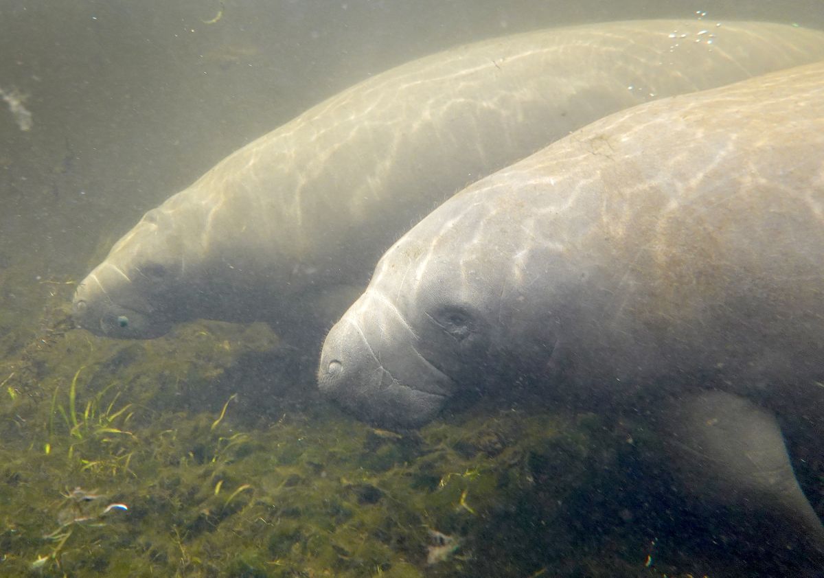 Nearly 1,000 manatees have died in Florida in 2021 due to lack of food