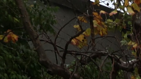 Las autoridades registraron lluvias récord y hasta 13 tornados el fin de semana en Missouri.