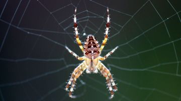 Invasión de millones de arañas gigantes Joro causa alerta y terror en Georgia