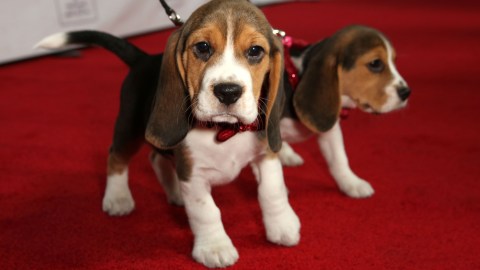 Denuncian supuestos experimentos con perros beagle, como los que aparecen en la foto.
