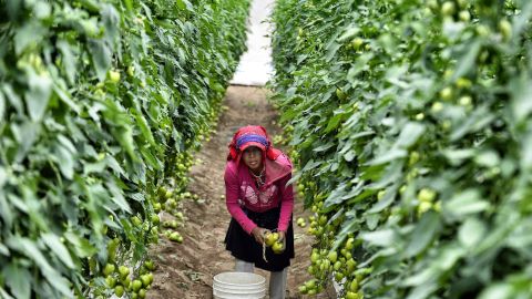 MEXICO-LABOUR-FARM WORKERS