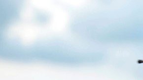 Tortugas de la especie golfina en peligro de extinción.