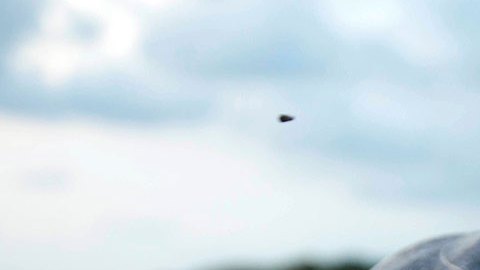 Tortugas de la especie golfina en peligro de extinción.