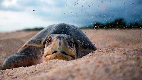 Tortugas de la especie golfina en peligro de extinción.