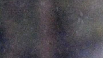 El lobo gris está en peligro de extinción.