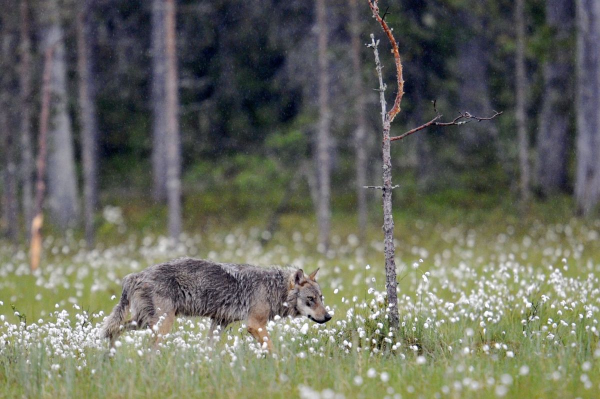 Un lobo gris es visto en el sur de California, el primero en casi 100 años  - La Opinión