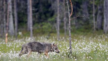 El lobo gris está en peligro de extinción.