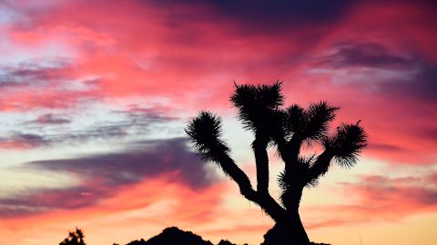 A Joshua Tree is framed by sunlit clouds before dawn in Pioneertown, California, in the Mojave Desert, January 25, 2016. Pioneertown, an Old West town built in 1940's for the filming of movies and TV serials, is now a popular tourist site located 21 miles (34 km)northwest of Joshua Tree National Park. / AFP / Robyn Beck (Photo credit should read ROBYN BECK/AFP via Getty Images)