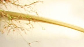 Los estudiantes de preparatorias públicas de California tendrán que cursar estudios étnicos.