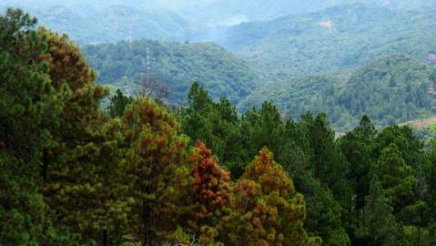 Bosques en El Salvador.