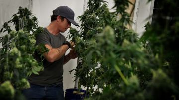 Un trabajador se ocupa de una planta de cannabis, en un dispensario de marihuana medicinal en Los Ángeles, CA.