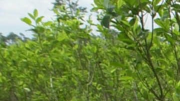 Una plantación de coca en Colombia.