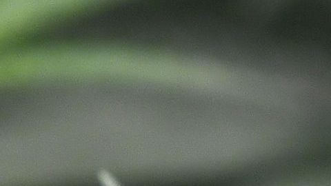 Tres de cada cuatro empresas de cannabis en California no tienen licencia-GettyImages-900358462.jpg