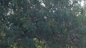 Las quinceañeras festejaron su fiesta en Arcadia. / fotos: Jorge Luis Macías.