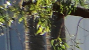 Uno de los altares se hizzo en honor a José Tomás Mejía que perdió la vida luego de ser atacado en su trabajo. / fotos: Jorge Luis Macías.