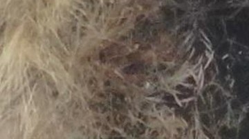 Varias empresas se han comunicado con Ticom Soluciones y Volcanic Life para coordinar el rescate de los animales.