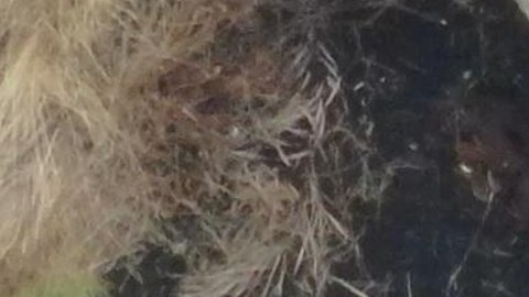 Varias empresas se han comunicado con Ticom Soluciones y Volcanic Life para coordinar el rescate de los animales.