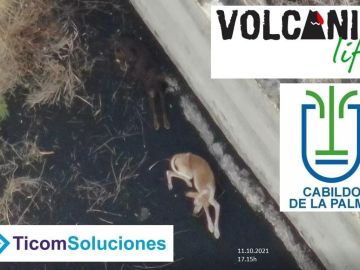 Varias empresas se han comunicado con Ticom Soluciones y Volcanic Life para coordinar el rescate de los animales.