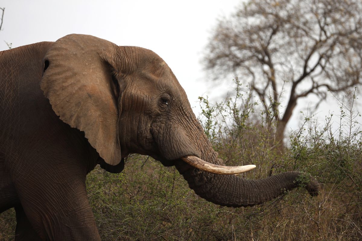 Suspected poacher probably killed by elephant in South Africa