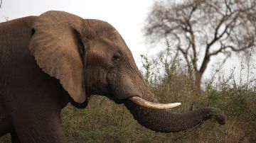 Presunto cazador furtivo probablemente asesinado por un elefante en Sudáfrica