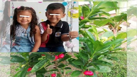 Primitos de 5 y 3 años mueren envenenados por comer fruto venenoso mientras jugaban