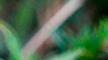 Serpientes 'sedientas' llenaron un pozo de agua en Iowa y tomaron desprevenido al trabajador de mantenimiento