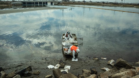 Labores de limpieza de petróleo en la Marisma de Talbert, California.