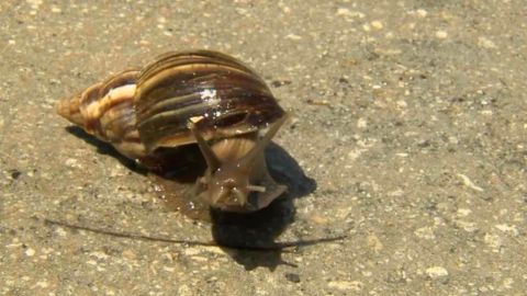 No es la primera vez que este animal, original de África, se instala en el sur de la Florida amenazando a la población y a la agricultura de la zona.