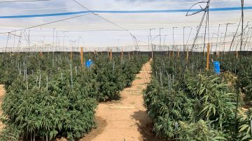Cultivo ilegal de marihuana