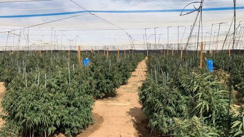 Cultivo ilegal de marihuana