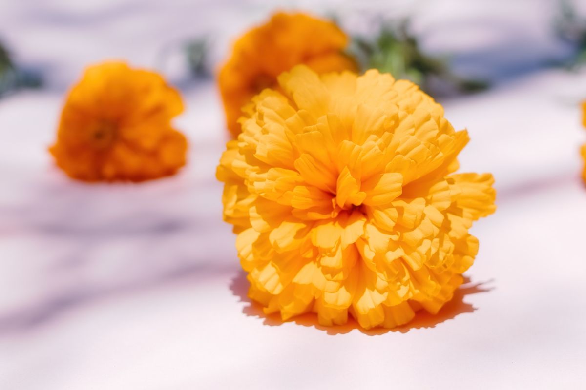 Significado espiritual del cempasúchil, la flor del Día de Muertos - La  Opinión