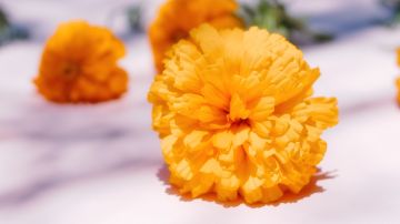 La flor de cempasúchil es icónica del Día de Muertos.