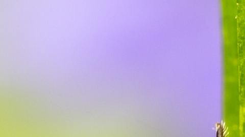 Las garrapatas en los sueños representan una sensación de incomodidad.