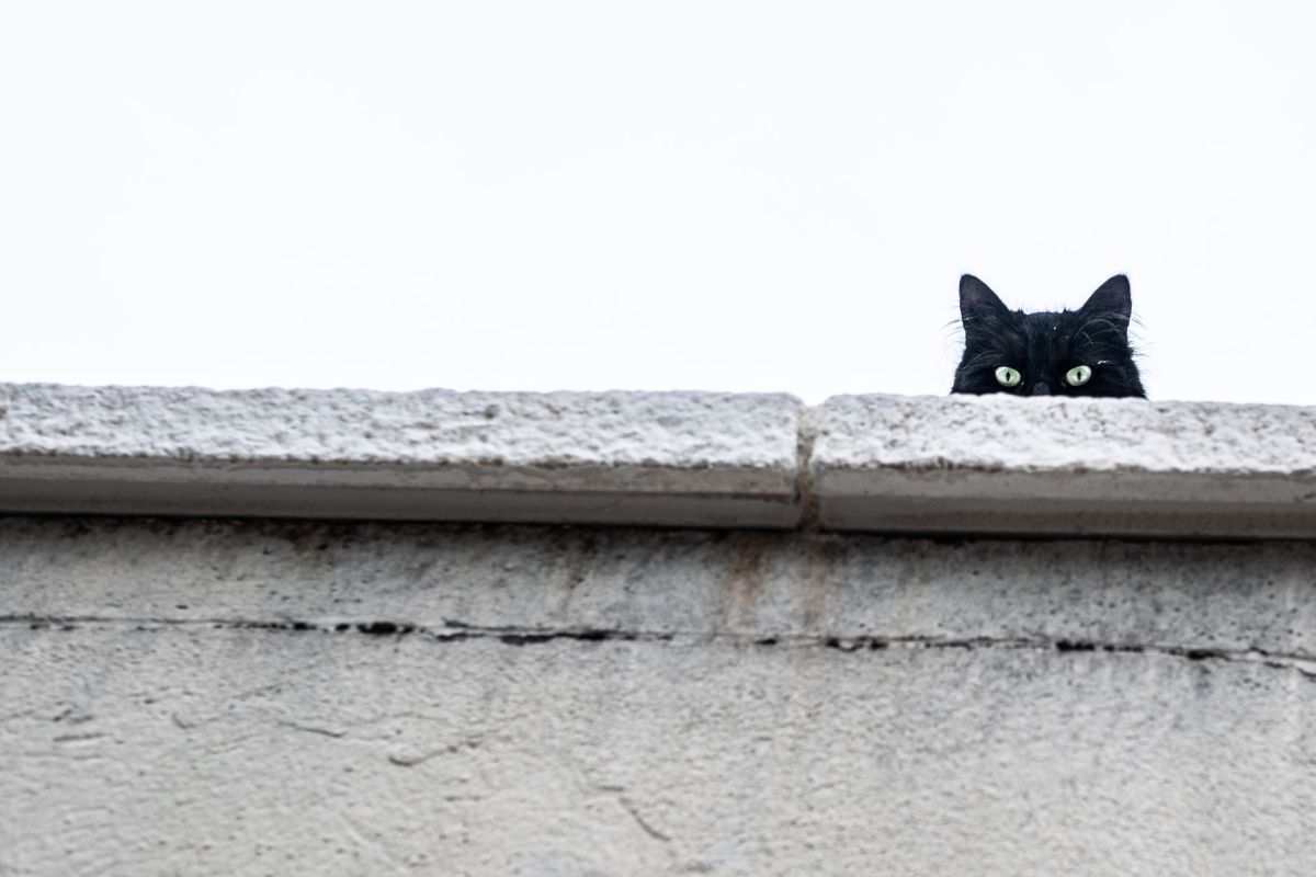En algunas partes del mundo los gatos negros son de buena suerte. 