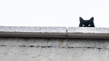 En algunas partes del mundo los gatos negros son de buena suerte.
