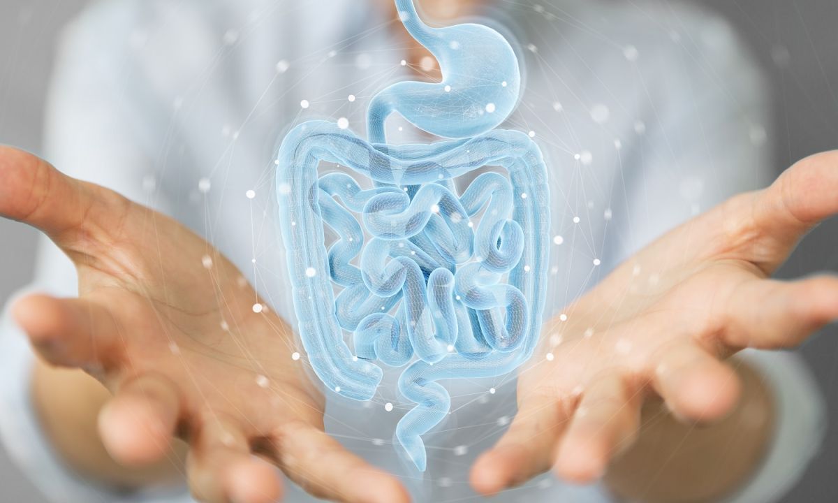 El micriobioma intestinal se etiqueta como un órgano de apoyo porque desempeña muchas funciones clave en el cuerpo.
