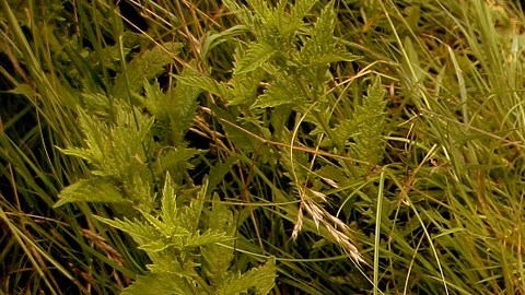 Cada signo zodiacal posee tres cualidades diferentes que destacan en su personalidad.