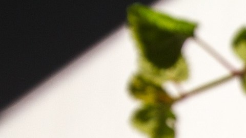 La planta del dinero es poderosa para la abundancia.