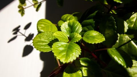 La planta del dinero es poderosa para la abundancia.