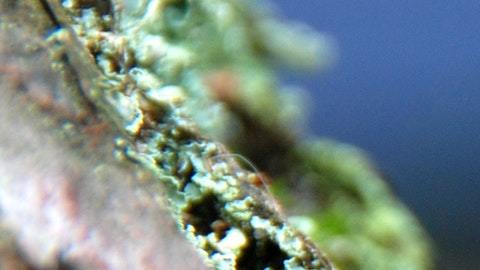 Los sapos y ranas en los sueños pueden ser de buen o mal augurio.