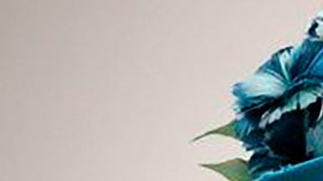 La reina Isabel II de Inglaterra continúa siendo la principal figura política de más de 50 países.