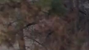 Policía confirma varios muertos, entre ellos niños, en ataque de un coche a desfile en EEUU