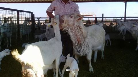 Baltazar Alvarez, padre de Samuel con parte del ganado