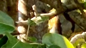 Don Catalino Tapia creó una fundación para apoyar a los estudiantes de bajos ingresos a ir a la universidad. (Araceli Martínez/La Opinión)