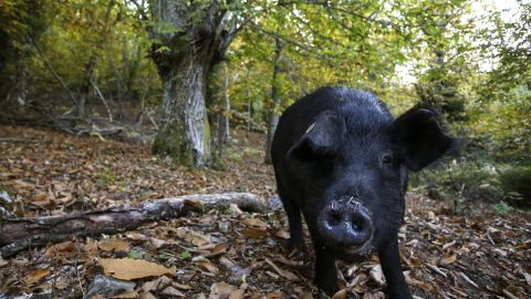 Cerdos feroces invaden campo de golf, muerden a tres jugadores y obligan a cerrar el club