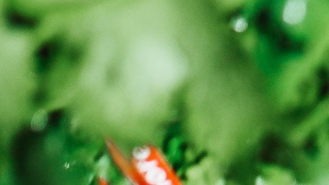 Cilantro