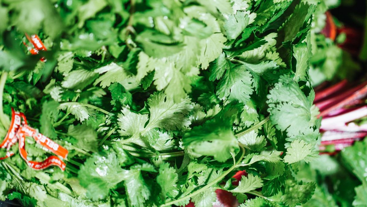 Las semillas de cilantro puede reducir el azúcar en sangre activando ciertas enzimas.