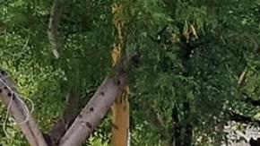 Ejecutado barbería Sergio  Carmona.