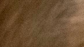 Negrita murió, pero algunos de sus hijos lograron sobrevivir al ataque del hombre.