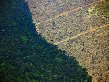 Los países además acordaron en eliminar la inversión en actividades relacionadas con la deforestación a través de empresas privadas.